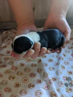 Girl 1, a female Border Collie for sale in Harlowton, MT – 1 of 3