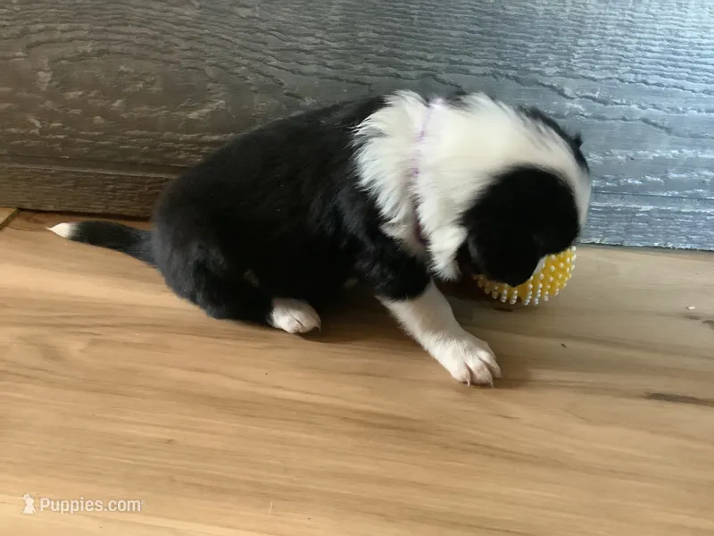 Zoey – Border Collie puppy on hold in Harlowton, MT