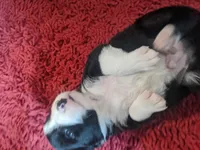 Casper, a male Border Collie for sale in Harlowton, MT – 5 of 10