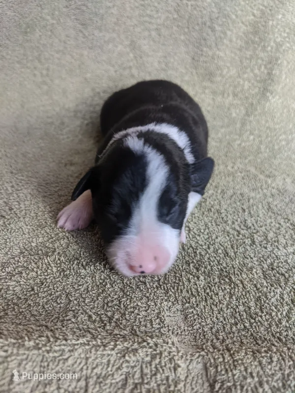 Boy 2 – Border Collie puppy for sale in Harlowton, MT