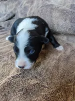Zoey, a female Border Collie for sale in Harlowton, MT – 2 of 8