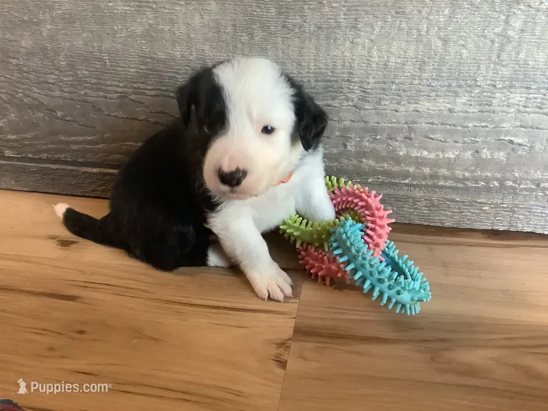 Boy 4 – Border Collie puppy for sale in Harlowton, MT