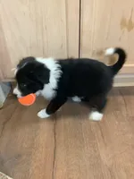 Boy 3 , a male Border Collie for sale in Harlowton, MT – 3 of 9
