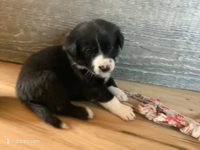 Shelby – Border Collie puppy on hold in Harlowton, MT
