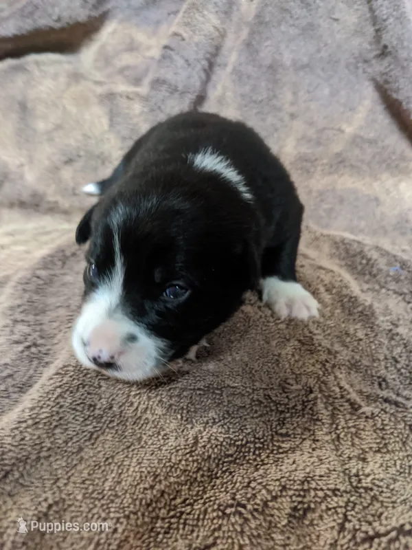 Girl 2 – Border Collie puppy on hold in Harlowton, MT
