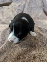 Shelby, a female Border Collie for sale in Harlowton, MT – 1 of 8