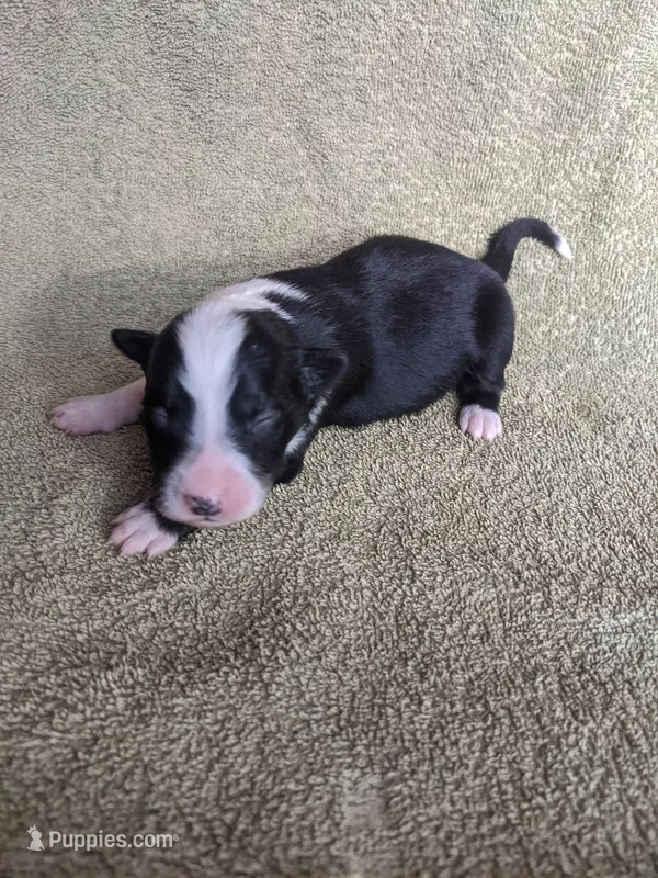 Girl 3 – Border Collie puppy for sale in Harlowton, MT