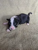 Zoey, a female Border Collie for sale in Harlowton, MT – 5 of 8