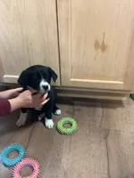Girl 3, a female Border Collie for sale in Harlowton, MT – 4 of 9
