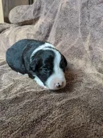 Casper, a male Border Collie for sale in Harlowton, MT – 6 of 10