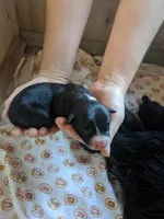 Girl 2, a female Border Collie for sale in Harlowton, MT – 2 of 4