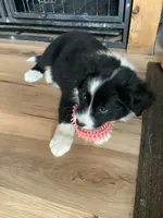 Boy 3 , a male Border Collie for sale in Harlowton, MT – 2 of 9