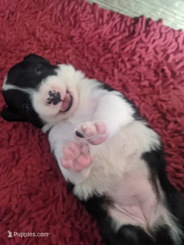 Girl 1 – Border Collie puppy for sale in Harlowton, MT