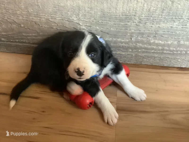 Casper – Border Collie puppy on hold in Harlowton, MT