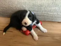 Casper, a male Border Collie for sale in Harlowton, MT – 1 of 10