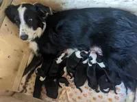 Boy 2, a male Border Collie for sale in Harlowton, MT – 3 of 3