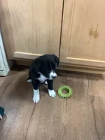 Girl 3, a female Border Collie for sale in Harlowton, MT – 1 of 9