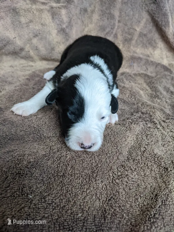 Boy 4 – Border Collie puppy for sale in Harlowton, MT