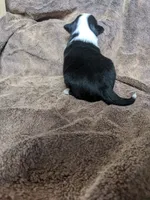 Zoey, a female Border Collie for sale in Harlowton, MT – 4 of 8