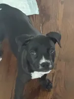 Mia, a female American Bully for sale in Maywood, IL – 4 of 4