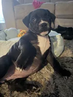 Mia, a female American Bully for sale in Maywood, IL – 3 of 4