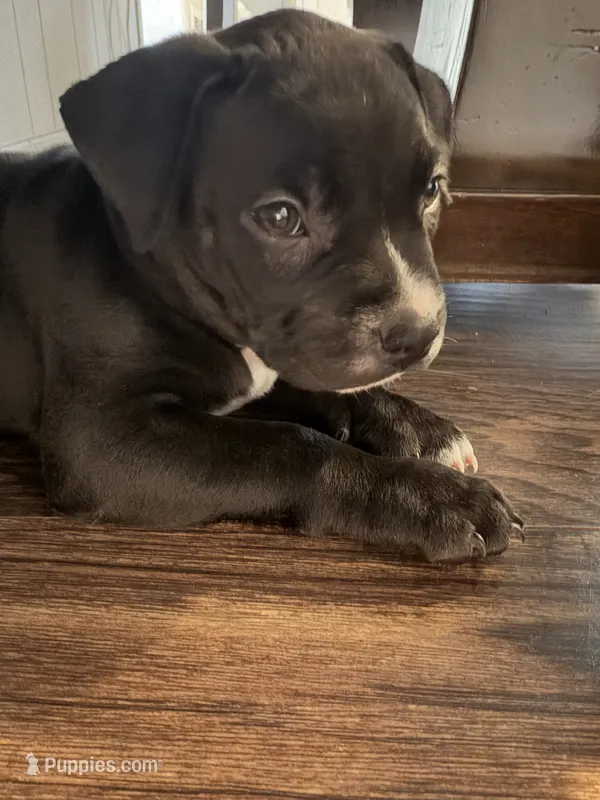 Mia – American Bully puppy for sale in Maywood, IL
