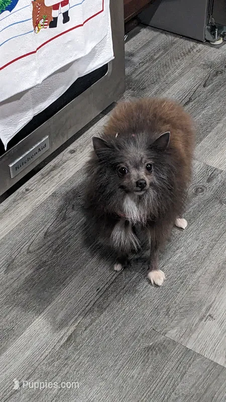 Phoebe – Pomeranian puppy for sale in Milwaukee, WI