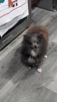 Phoebe, a female Pomeranian for sale in Milwaukee, WI – 1 of 4