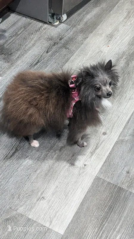 Phoebe – Pomeranian puppy for sale in Milwaukee, WI
