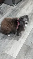 Phoebe, a female Pomeranian for sale in Milwaukee, WI – 2 of 4