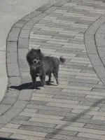 Phoebe, a female Pomeranian for sale in Milwaukee, WI – 3 of 4