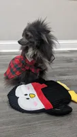 Phoebe, a female Pomeranian for sale in Milwaukee, WI – 4 of 4