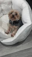 Cas, a female Yorkshire Terrier for sale in Milwaukee, WI – 3 of 3