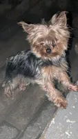 Cas, a female Yorkshire Terrier for sale in Milwaukee, WI – 2 of 3