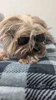 Cas, a female Yorkshire Terrier for sale in Milwaukee, WI – 1 of 3