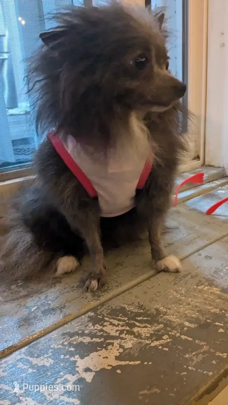 Phoebe – Pomeranian puppy for sale in Milwaukee, WI
