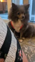 Phoebe, a female Pomeranian for sale in Milwaukee, WI – 2 of 4