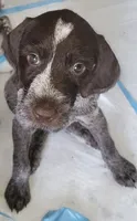 Lexus - pink collar, a female Wirehaired Pointing Griffon for sale in Johnston, IA – 2 of 9