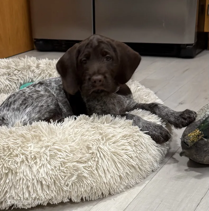 Blazer - dark green collar – Wirehaired Pointing Griffon puppy for sale in Johnston, IA