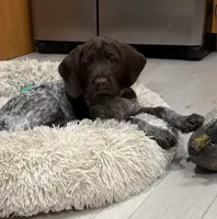 Blazer - dark green collar, a male Wirehaired Pointing Griffon for sale in Johnston, IA – 1 of 9