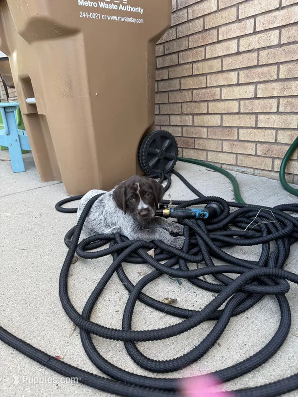 Bentley - blue collar – Wirehaired Pointing Griffon puppy for sale in Johnston, IA