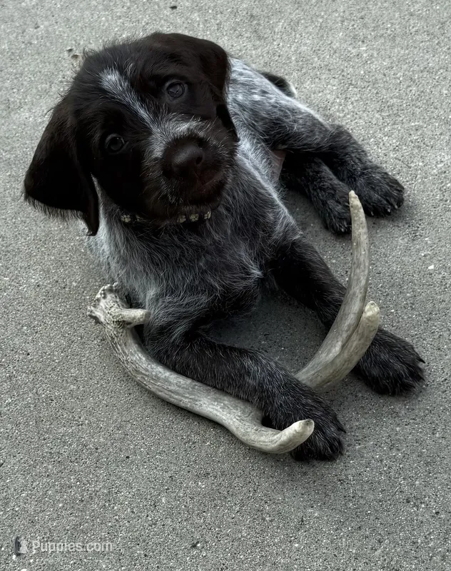 Mercedes - purple collar – Wirehaired Pointing Griffon puppy for sale in Johnston, IA