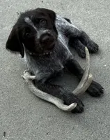 Mercedes - purple collar, a female Wirehaired Pointing Griffon for sale in Johnston, IA – 1 of 8