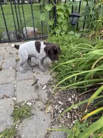 Porsche - brown collar, a male Wirehaired Pointing Griffon for sale in Johnston, IA – 6 of 7