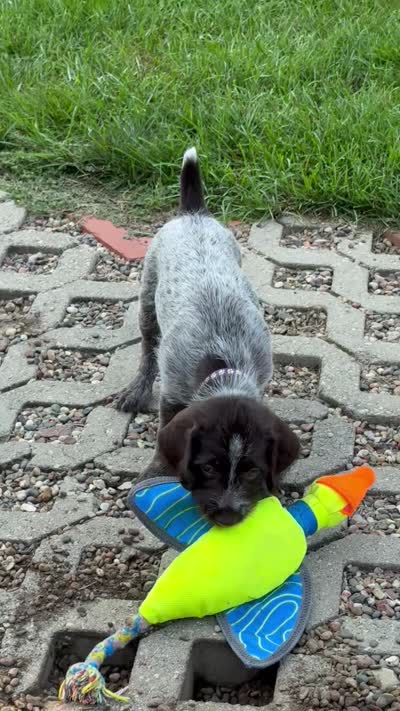 Mercedes - purple collar, a female Wirehaired Pointing Griffon for sale in Johnston, IA – 4 of 8
