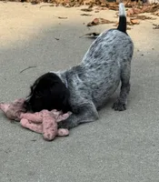 Bentley - blue collar, a male Wirehaired Pointing Griffon for sale in Johnston, IA – 2 of 7