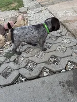 Opel - light green, a female Wirehaired Pointing Griffon for sale in Johnston, IA – 2 of 7