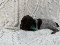 Blazer - dark green collar, a male Wirehaired Pointing Griffon for sale in Johnston, IA – 4 of 7