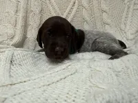 Blazer - dark green collar, a male Wirehaired Pointing Griffon for sale in Johnston, IA – 3 of 7