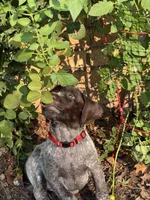 Mini - red, a female Wirehaired Pointing Griffon for sale in Johnston, IA – 7 of 9
